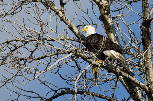 Bald Eagle Perched in a Winter Tree with a Half Eaten Squirrel