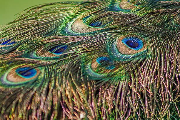 istock Tail of a peacock on a green background 517494212