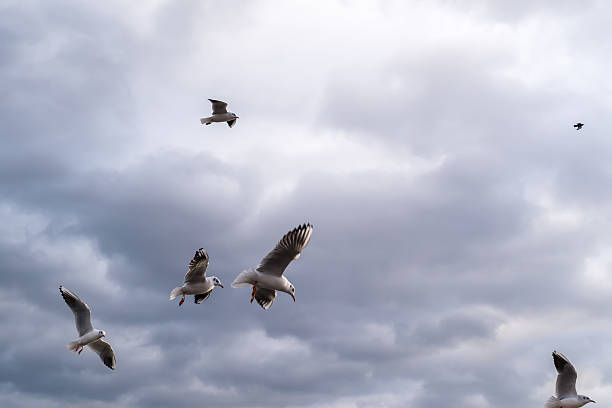 istock Sea gulls flying in cloud sky over river Vltava 517494792