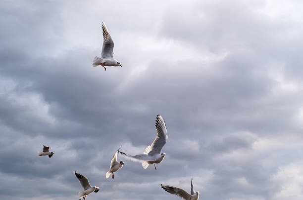 istock Sea gulls flying in cloud storm sky over river, Prague 517495108