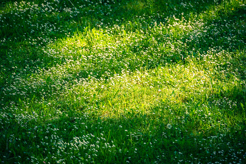 Small white daisies on a green lawn in spring time. Top View. Background