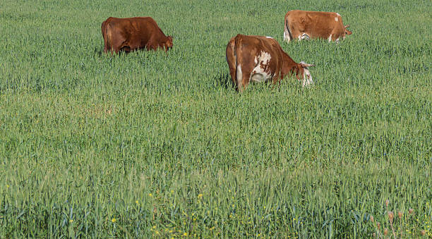 istock cows grasin in the field 517495348