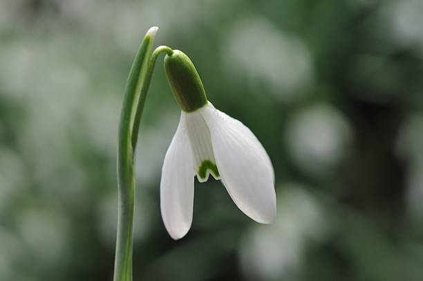 snowdrop stock photo