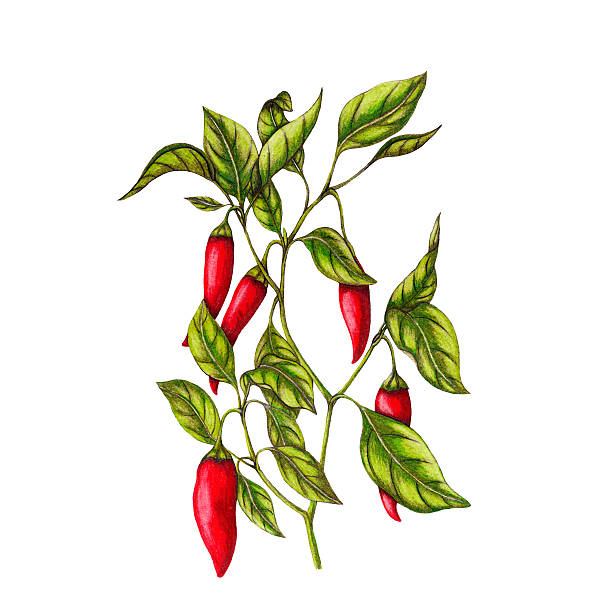 kuvapankkikuvitukset aiheesta chilipippuri - pepper plant