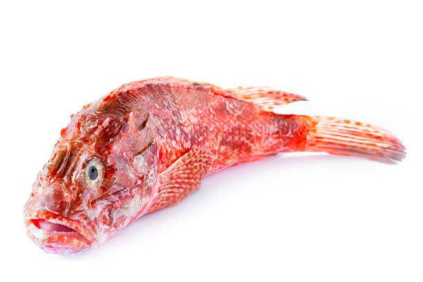 Red Scorpionfish Fresh red scorpionfish isolated on white background. red scorpionfish photos stock pictures, royalty-free photos & images