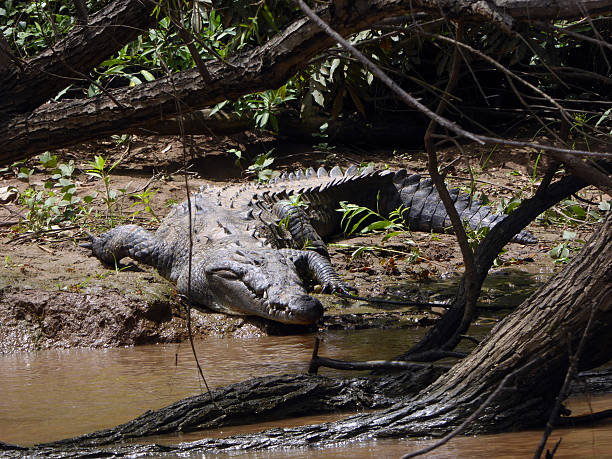 istock Large Alligator in Mexican Sumidero Canyon 517496236