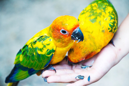 An adorable colorful budgie resting on a branch on a blurry background