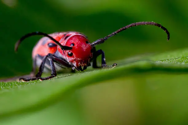 Photo of Red Milkweed Beetle