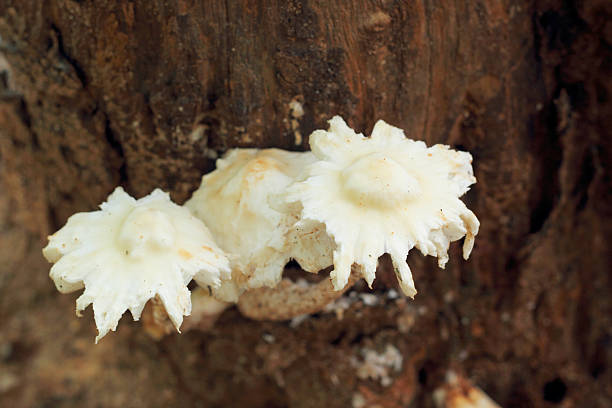 istock Fresh mushrooms in the nature 517498223