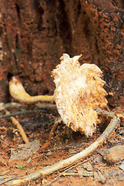 istock Fresh mushrooms in the nature 517498241