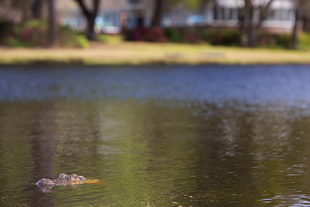 Alligator in water at Okefenokee National Wildlife Refuge, Georgia, USA