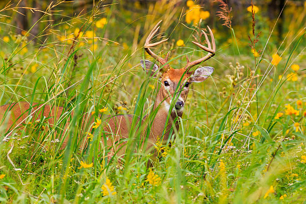 istock Closeup of White-tailed stag hiding in tall grass 517498619