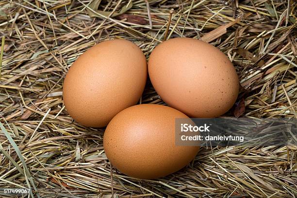 Three Eggs In The Hay Nest Stock Photo - Download Image Now - Animal Egg, Animal Shell, Breakfast