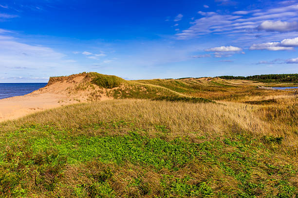 Looking over the sand dunes The wind blown and weathered sand dunes on the PEI north shore cavendish beach stock pictures, royalty-free photos & images