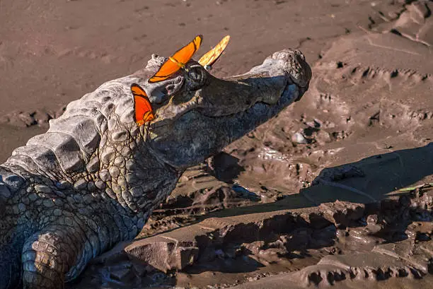 A wild caiman is basking in the sun on a river bank in the Amazonian jungle, while orange butterflies lick the salt of it's eyes.