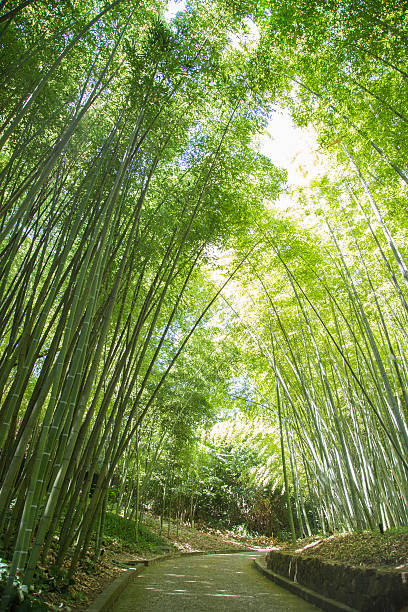 istock View on road in tropical bamboo forest 517499592