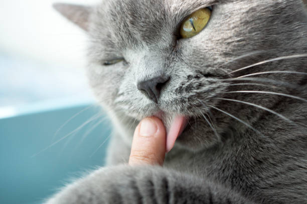 istock Domestic Cat british shorthair 517499942