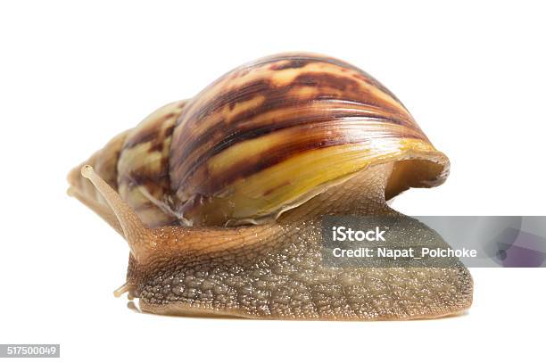 Snail Isolated On White Background Stock Photo - Download Image Now - Animal, Animal Shell, Animal Wildlife