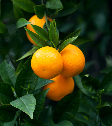 Maduro naranjas colgar en un árbol photo