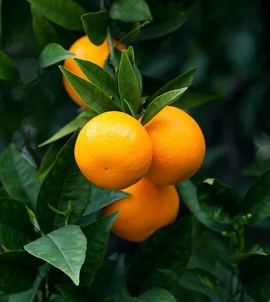 oranges mûres suspendu à un arbre - fruit tree photos et images de collection
