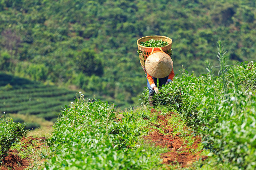 Women with conical hat and bamboo basket are harvesting tea leaf in Bao Loc, Lam Dong province, Vietnam. There are many tea fields in the countryside of Bao Loc, Lam Dong.