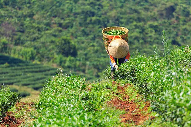 Photo of Women with conical hat and bamboo basket harvesting tea leaf