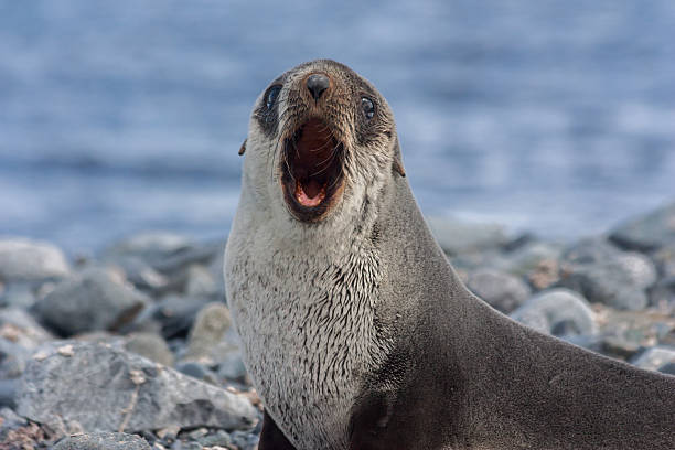 istock Antarctica Fur Seal 517500943