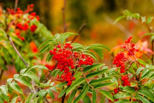 Bright red Smooth Sumac berries growing on high mountain slope