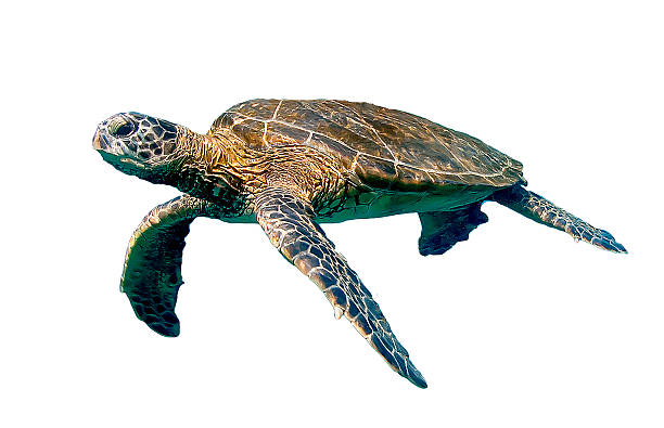 Isolated Swimming Sea Turtle Isolated free swimming Hawaiian sea turtle on white background sea turtle stock pictures, royalty-free photos & images
