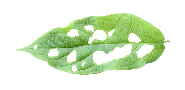 istock Leaf with holes, eaten by pests. 517501903