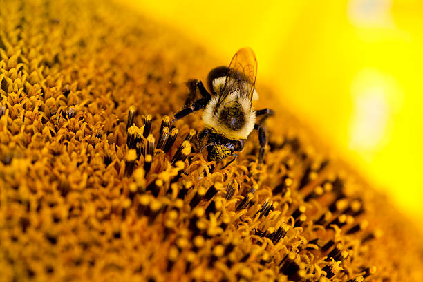istock Honey bee on a sunflower 517502025