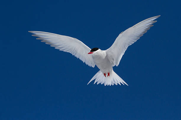 istock Antarctic Tern soars in the blue sky in sunny summer day 517502031