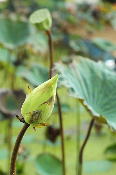 istock Lotus seeds in the nature 517502061