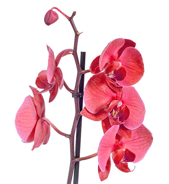 istock Red branch orchid  flowers, Orchidaceae, Phal 517502336