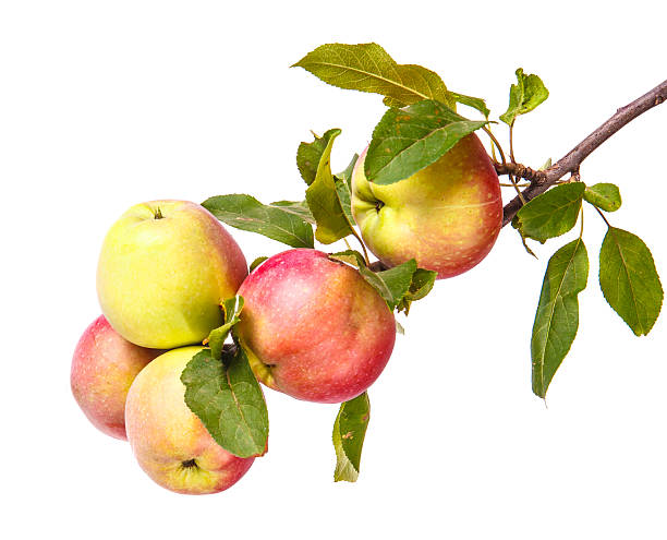 istock ripe apples on a branch isolated on white background 517502378