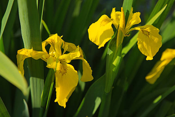 istock Yellow Iris flower in the garden. 517502400