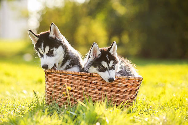 istock Two husky puppy in a basket 517502927