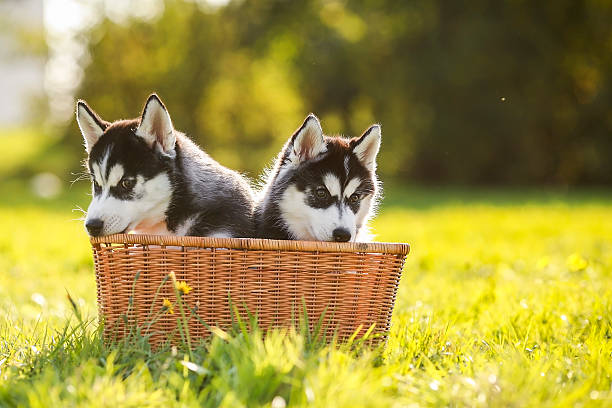 istock Two husky puppy in a basket 517502929