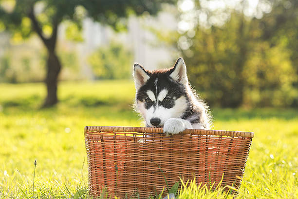 istock husky puppy in a basket 517502939