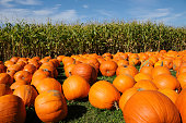 Pumpkins On Hay And Cornfield