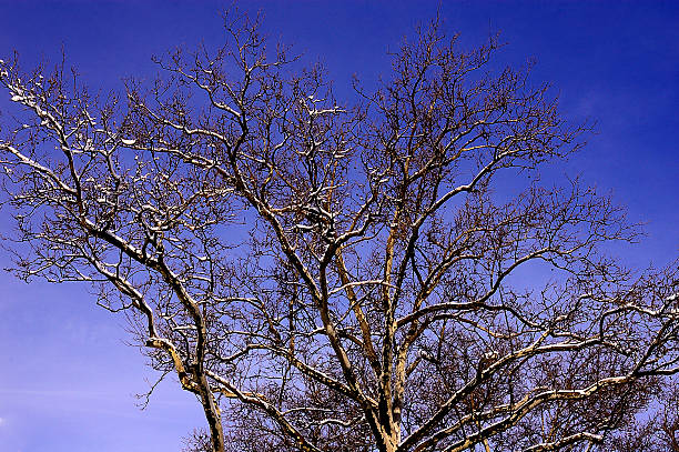 Snow Covered Trees stock photo