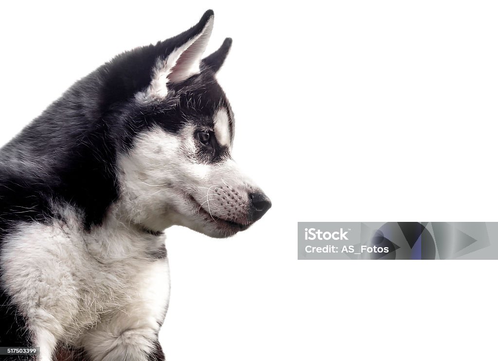 husky puppy on white background 'at' Symbol Stock Photo
