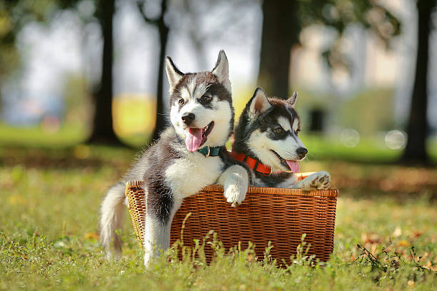 istock Two husky puppy in a basket 517503491