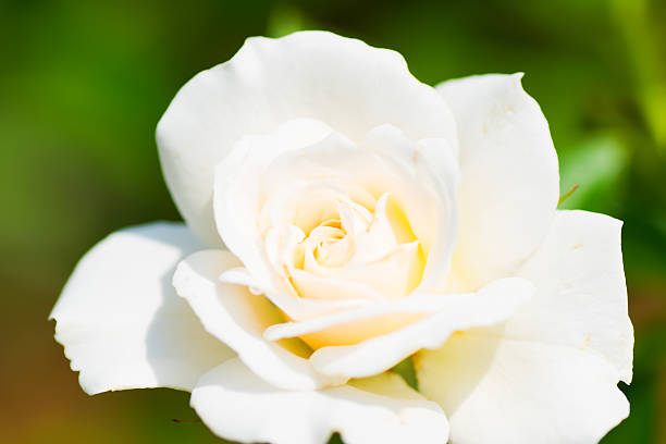 istock Close up of historical white Rose, Fabulous 517503539