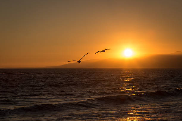 istock Birds of a Feather 517504185