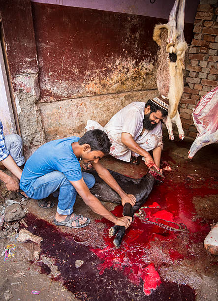 Animals being sacrificed to mark Eid Ul-Adha. stock photo