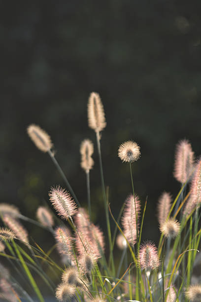 istock Pennisetum flower 517504791