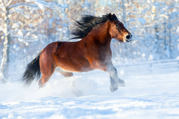 istock Big draft horse runs in winter 517504839