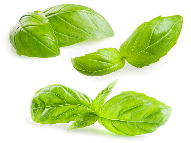 istock Basil leaves isolated on white. Collection 517504863