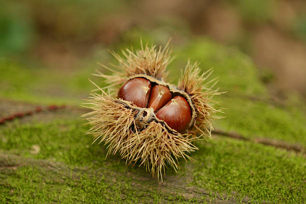 castagna bur - chestnut close up close to macro foto e immagini stock